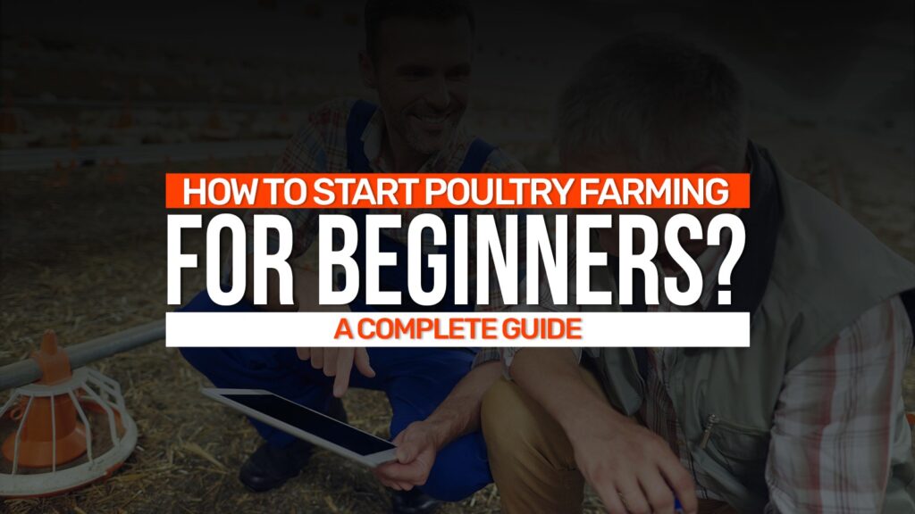 How To Start Poultry Farming For Beginners