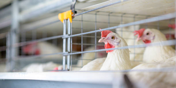 Multi-tier breeder cage system manufactured by Bharat Poultry Equipments