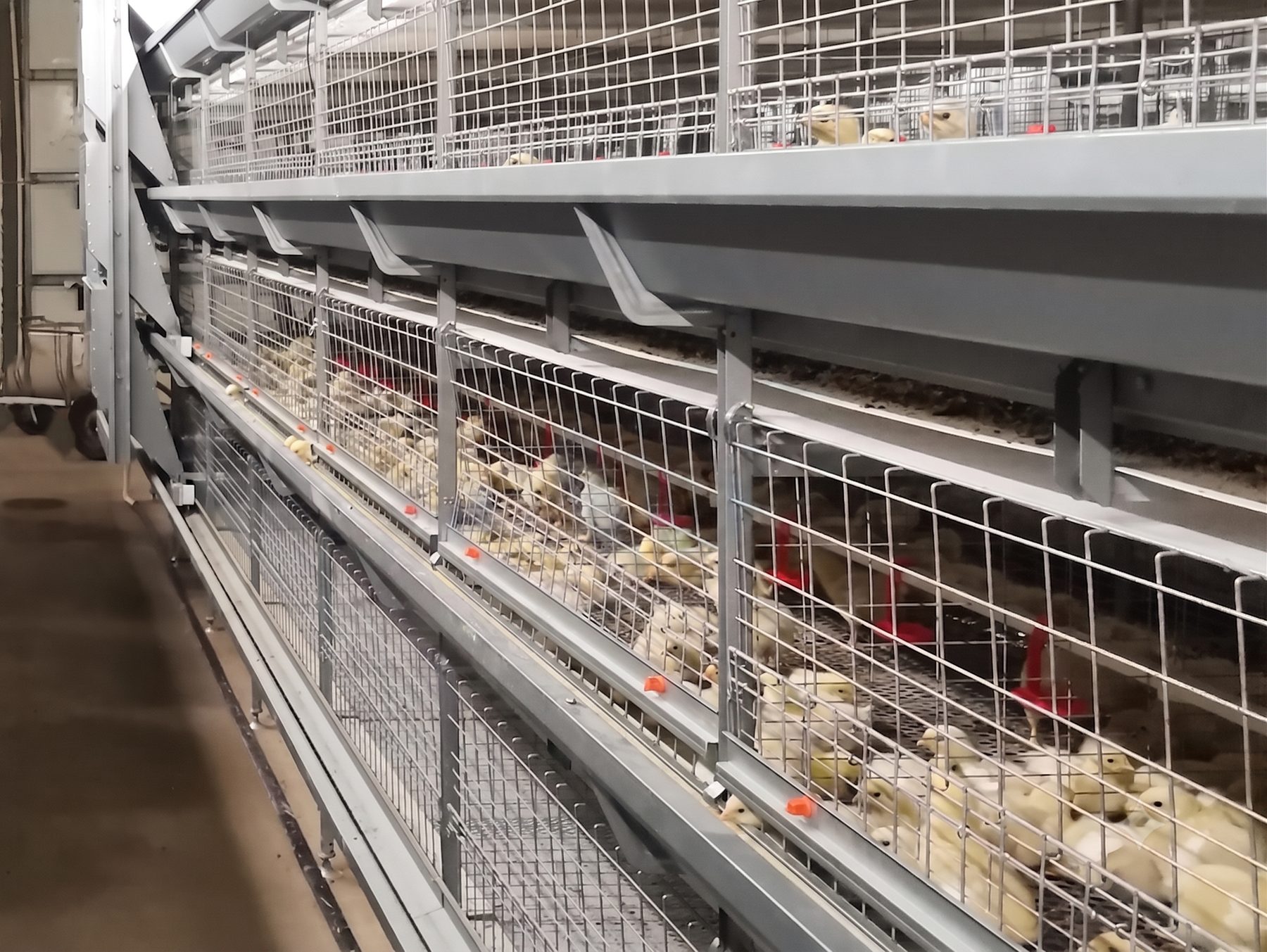 Multi-tier broiler cage system manufactured by Bharat Poultry Equipments