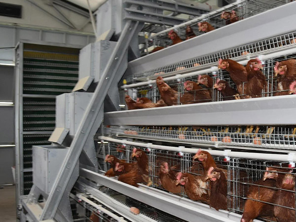 Automated chain feeding system in poultry house — Bharat Poultry Equipments