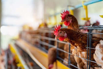 Nipple drinking system installed in poultry house