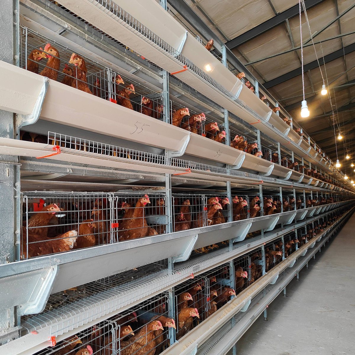 Multi-tier layer cage system by Bharat Poultry