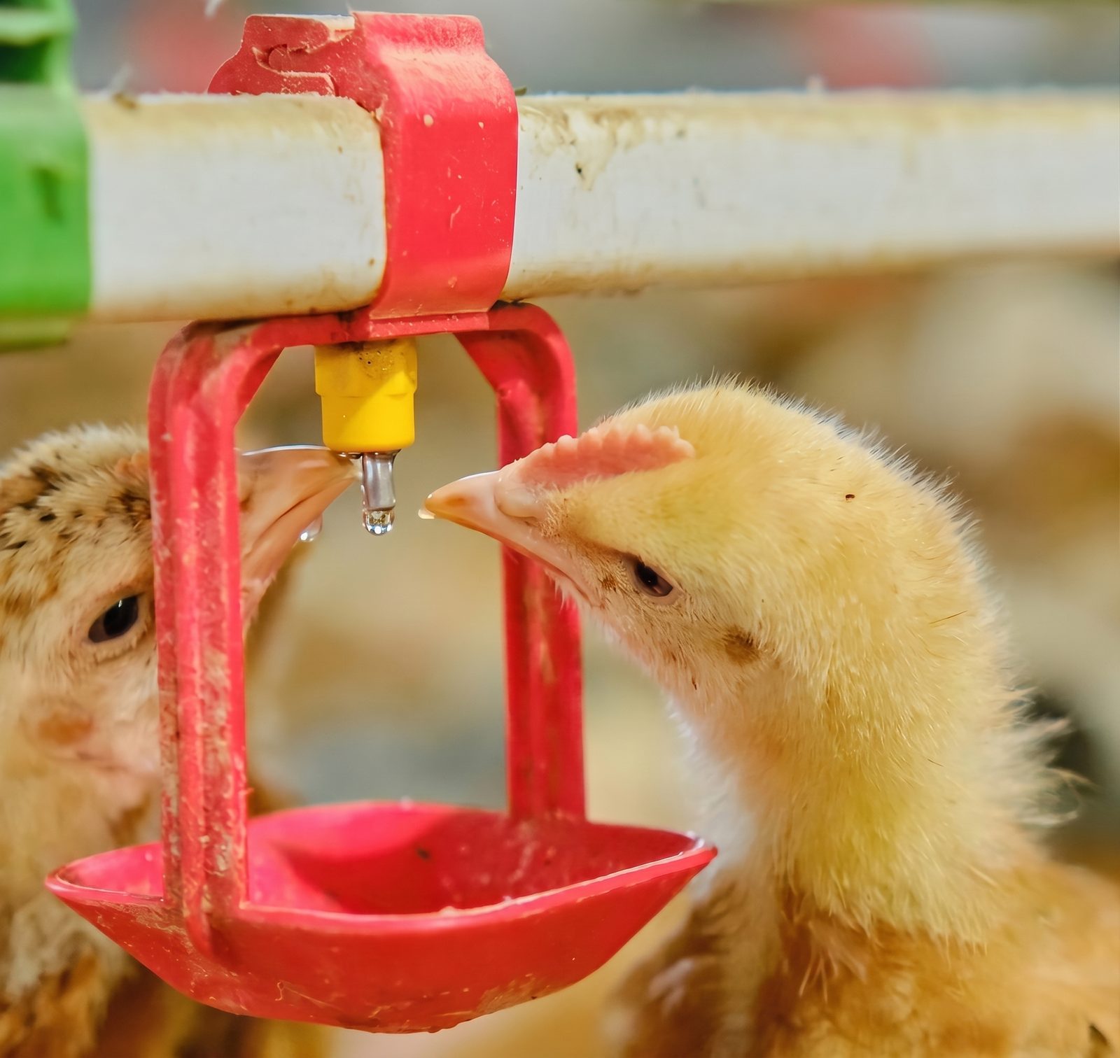 Chick drinking from cup nipple drinker — Bharat Poultry Equipments